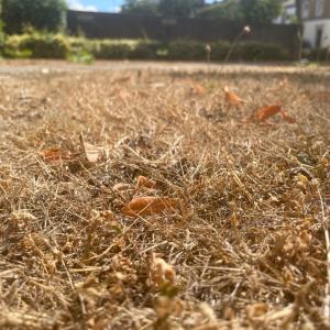 Uk garden drought